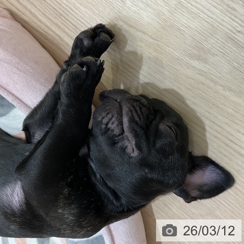 フレンチ・ブルドッグの写真