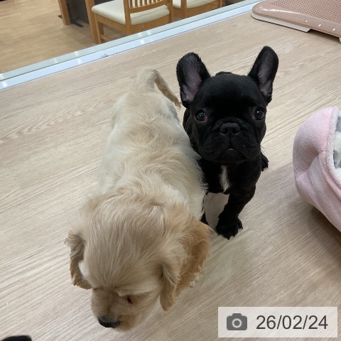 フレンチ・ブルドッグの写真