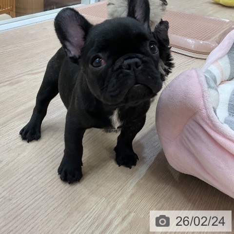 フレンチ・ブルドッグの写真