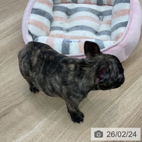 フレンチ・ブルドッグの写真