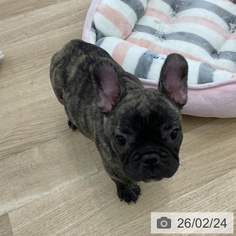 フレンチ・ブルドッグの写真