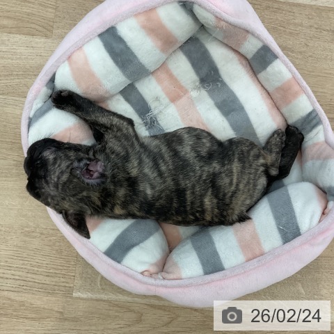 フレンチ・ブルドッグの写真