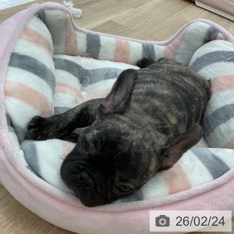 フレンチ・ブルドッグの写真