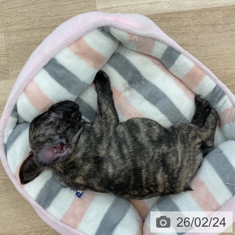 フレンチ・ブルドッグの写真