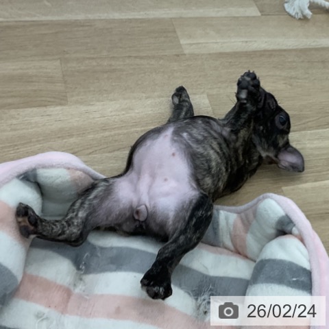 フレンチ・ブルドッグの写真