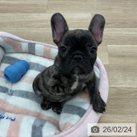 フレンチ・ブルドッグの写真