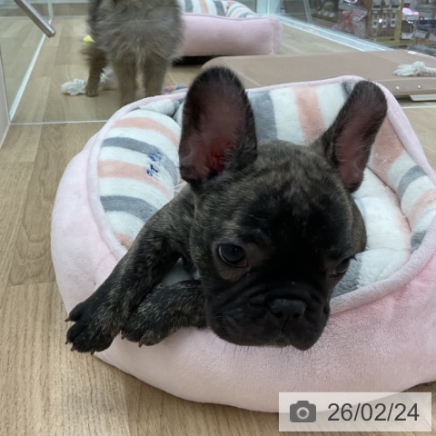 フレンチ・ブルドッグの写真