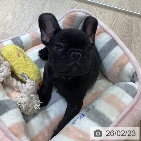 フレンチ・ブルドッグの写真