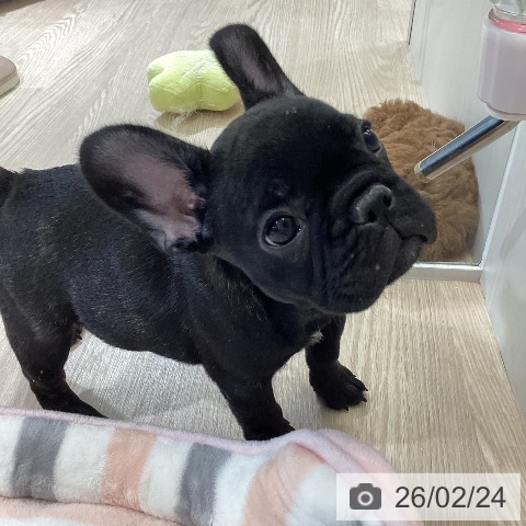 富山県のフレンチブルドッグ (ペットプラス 高岡店/2025年12月23日生まれ/女の子/ブリンドル)の子犬の3枚目の画像