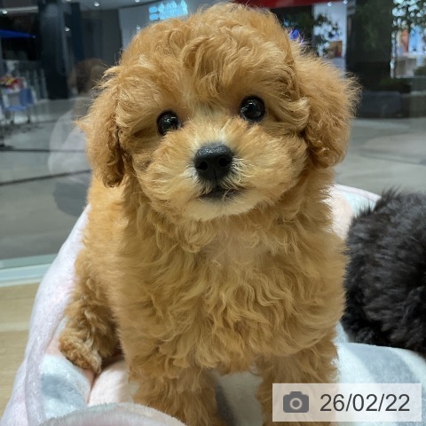 トイ・プードルの写真