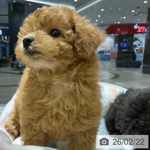 トイ・プードルの写真