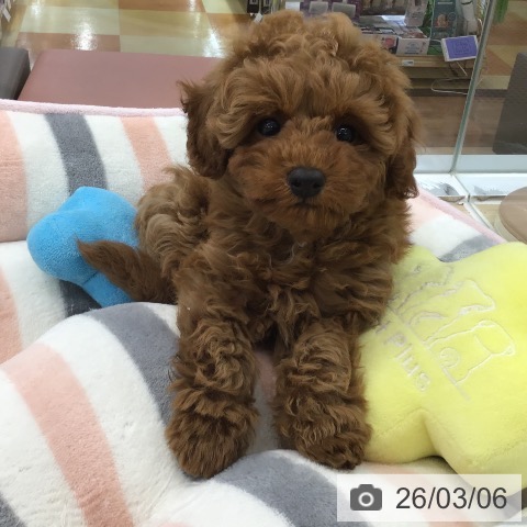 愛知県のトイプードル(トイ) (ペットプラス 千音寺店/2025年12月24日生まれ/男の子/レッド)の子犬の3枚目の画像