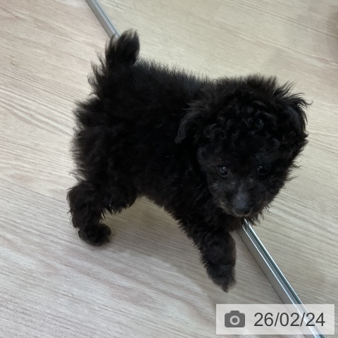 トイ・プードルの写真