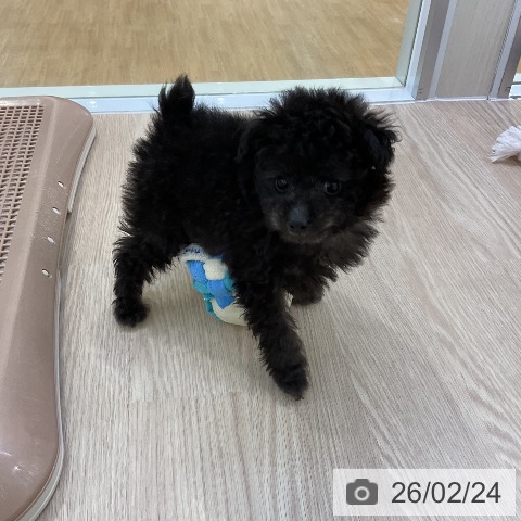 トイ・プードルの写真