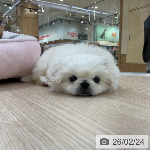 ペキニーズの写真