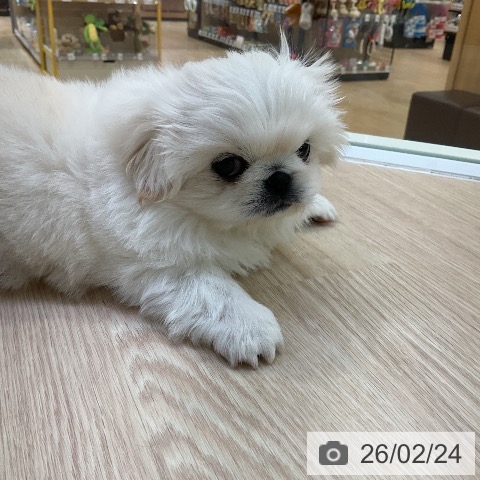 ペキニーズの写真