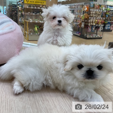 ペキニーズの写真