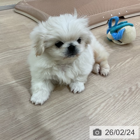 ペキニーズの写真