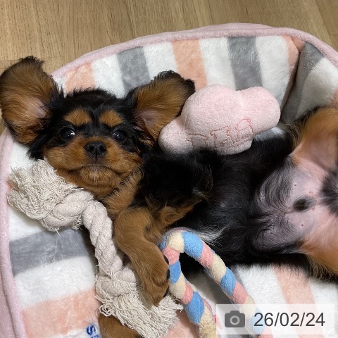 キャバリア・キングチャールズ・スパニエルの写真