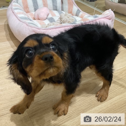 キャバリア・キングチャールズ・スパニエルの写真