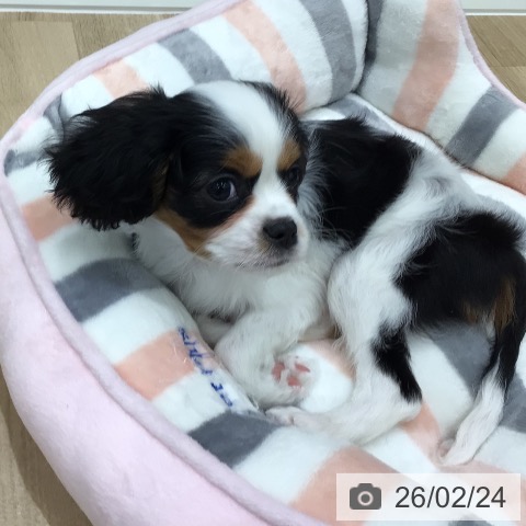 岐阜県のキャバリアキングチャールズスパニエル (ペットプラス 各務原店/2025年12月25日生まれ/男の子/トライカラー)の子犬の4枚目の画像