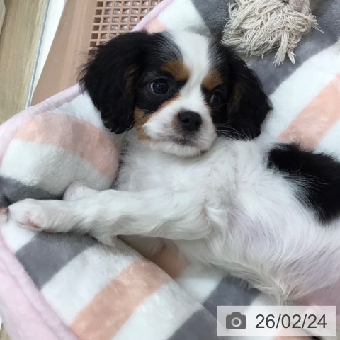 岐阜県のキャバリアキングチャールズスパニエル (ペットプラス 各務原店/2025年12月25日生まれ/男の子/トライカラー)の子犬の3枚目の画像