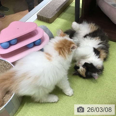 沖縄県のスコティッシュフォールド (ペットプラス 沖縄ライカム店/2025年12月21日生まれ/女の子/レッドタビーホワイト)の子猫の4枚目の画像