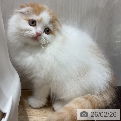 スコティッシュフォールドの写真