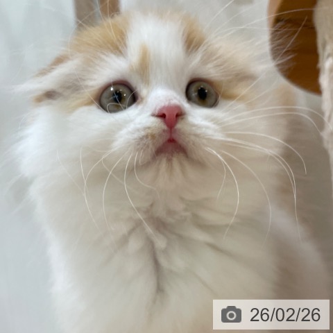 スコティッシュフォールドの写真