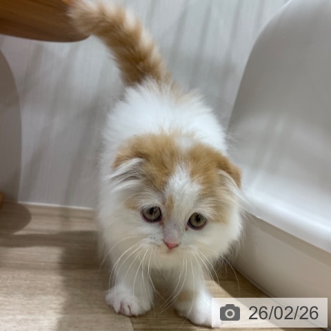 スコティッシュフォールドの写真