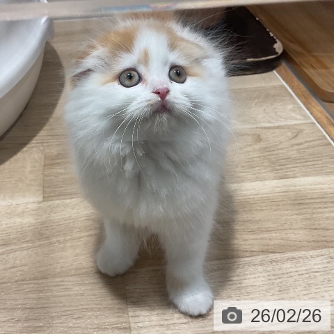 スコティッシュフォールドの写真