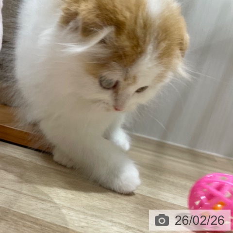 スコティッシュフォールドの写真