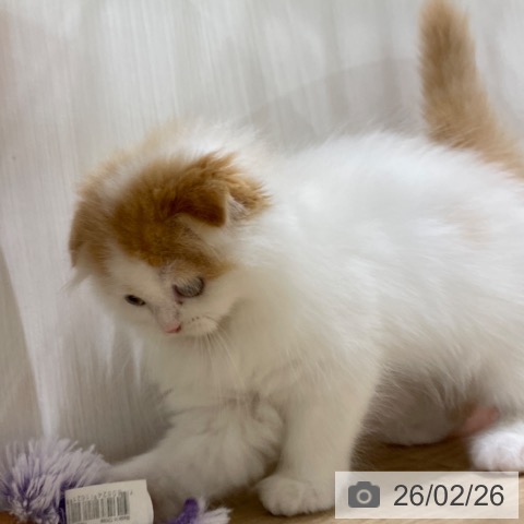 スコティッシュフォールドの写真