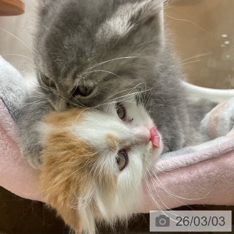 スコティッシュフォールドの写真