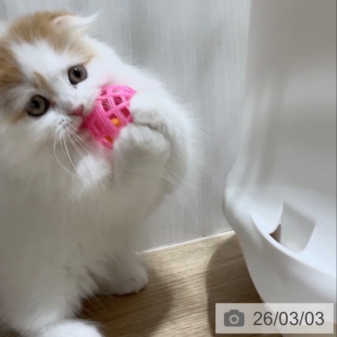 スコティッシュフォールドの写真