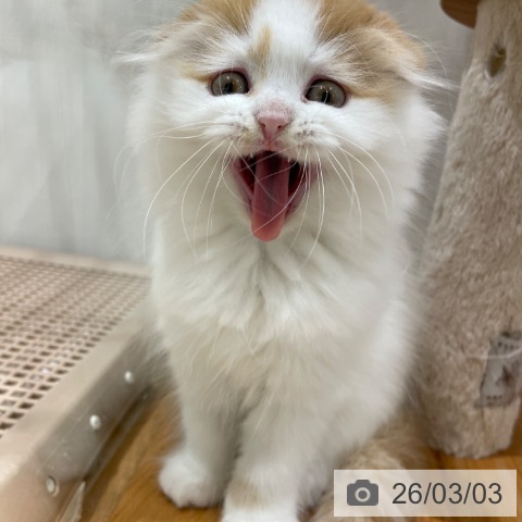 スコティッシュフォールドの写真