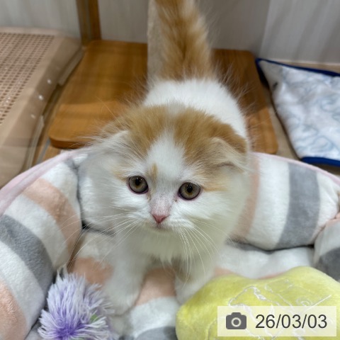 スコティッシュフォールドの写真