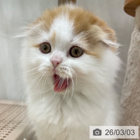 スコティッシュフォールドの写真