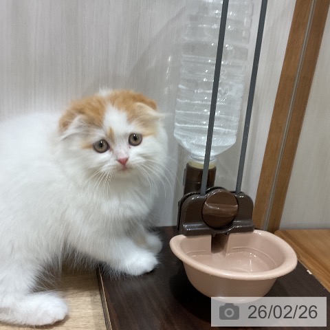 スコティッシュフォールドの写真