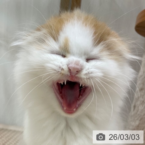 スコティッシュフォールドの写真