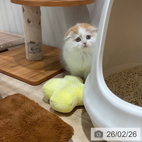 スコティッシュフォールドの写真