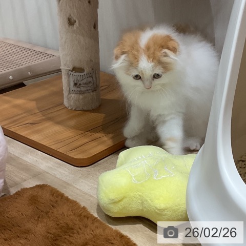 スコティッシュフォールドの写真