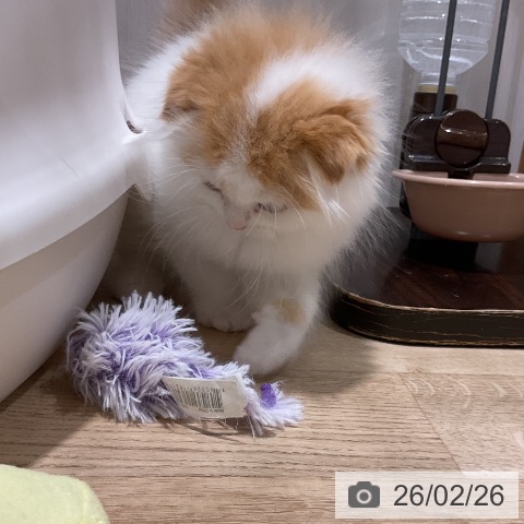 スコティッシュフォールドの写真