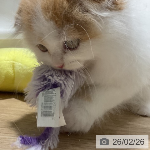 スコティッシュフォールドの写真