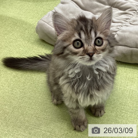 熊本県のサイベリアン (ペットプラス 熊本店/2025年12月20日生まれ/女の子/ブラウンタビー)の子猫の4枚目の画像