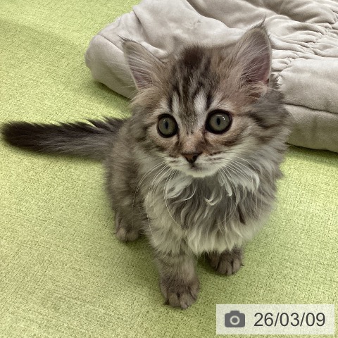 熊本県のサイベリアン (ペットプラス 熊本店/2025年12月20日生まれ/女の子/ブラウンタビー)の子猫の3枚目の画像