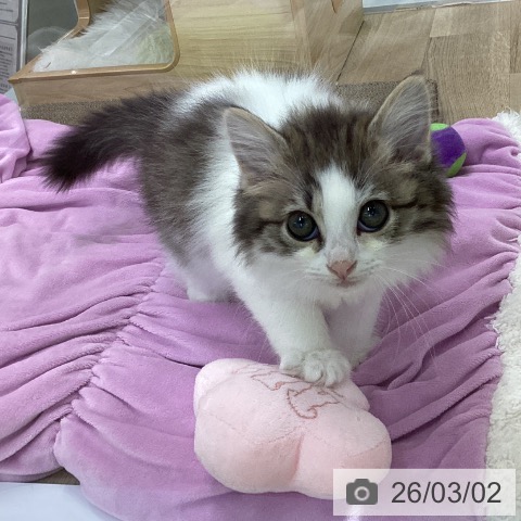 サイベリアンの写真