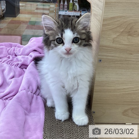 サイベリアンの写真