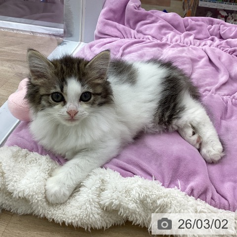 サイベリアンの写真