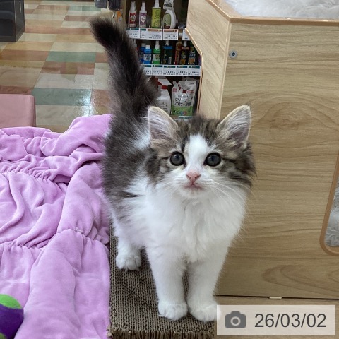 サイベリアンの写真